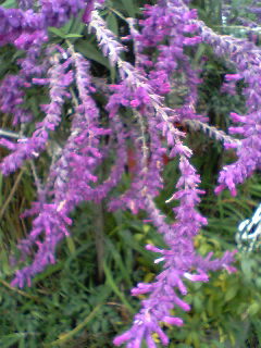 Flowers of Hope