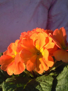 Flowers of Hope
