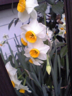 Flowers of Hope