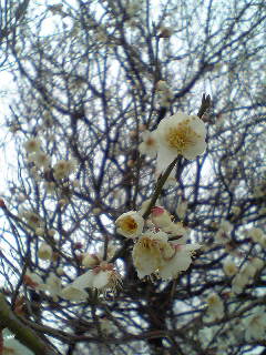 Flowers of Hope