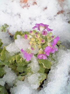 Flowers of Hope