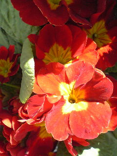 Flowers of Hope