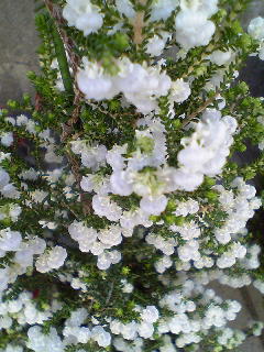 Flowers of Hope