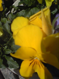 Flowers of Hope