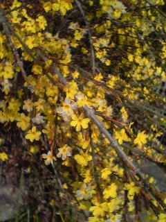 Flowers of Hope