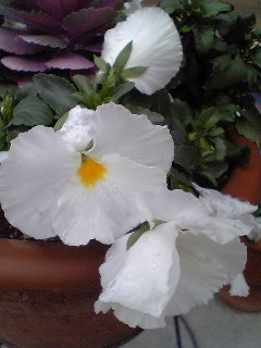 Flowers of Hope