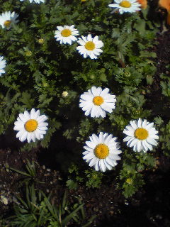 Flowers of Hope