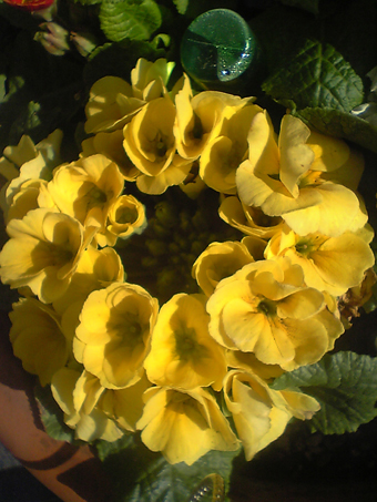 Flowers of Hope