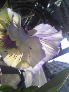 Flowers of Hope