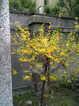 Flowers of Hope