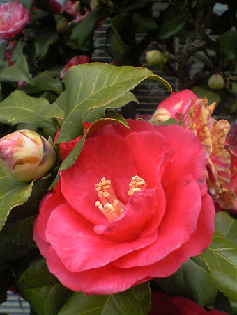 Flowers of Hope