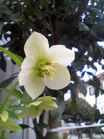 Flowers of Hope