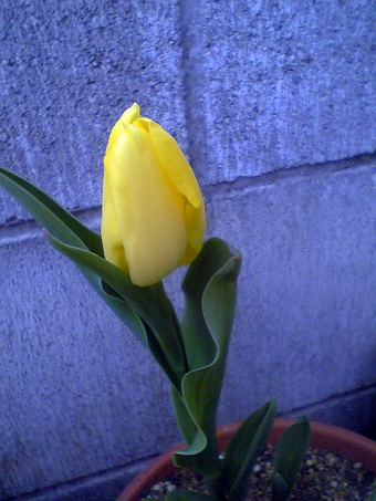 Flowers of Hope