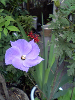Flowers of Hope