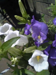 Flowers of Hope