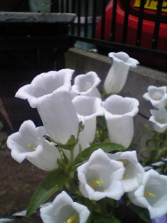 Flowers of Hope