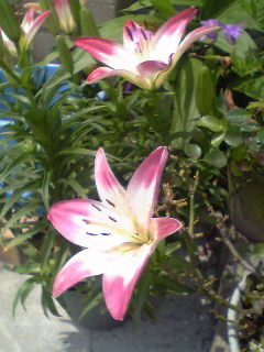 Flowers of Hope