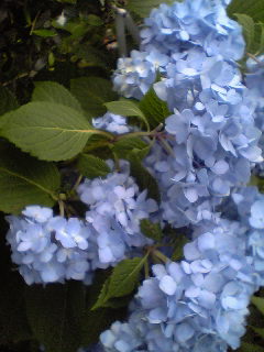 Flowers of Hope