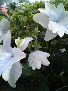 Flowers of Hope