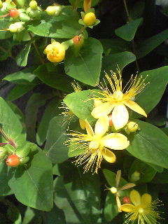 Flowers of Hope