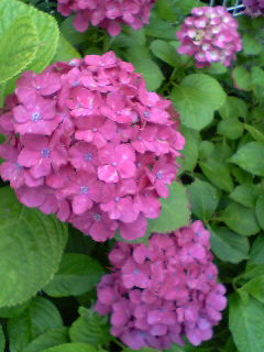 Flowers of Hope