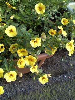 Flowers of Hope