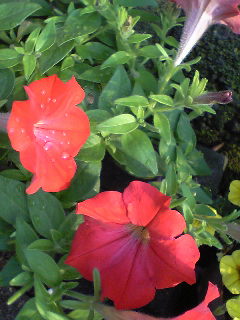 Flowers of Hope