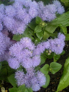 Flowers of Hope