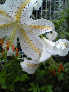 Flowers of Hope