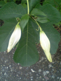 Flowers of Hope