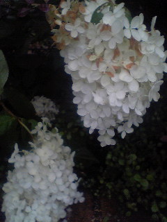 Flowers of Hope