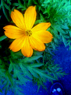 Flowers of Hope