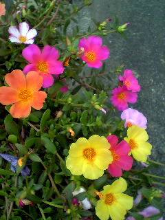 Flowers of Hope