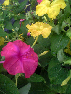 Flowers of Hope