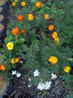 Flowers of Hope