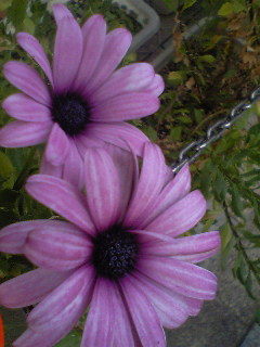 Flowers of Hope