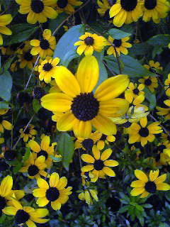 Flowers of Hope