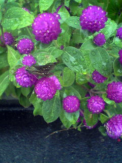 Flowers of Hope