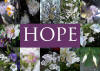 Flowers of Hope collage