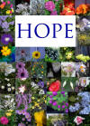 Flowers of Hope collage