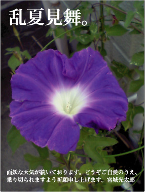 Flowers of Hope