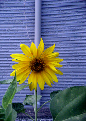 Sunflower - Flowers of Hope