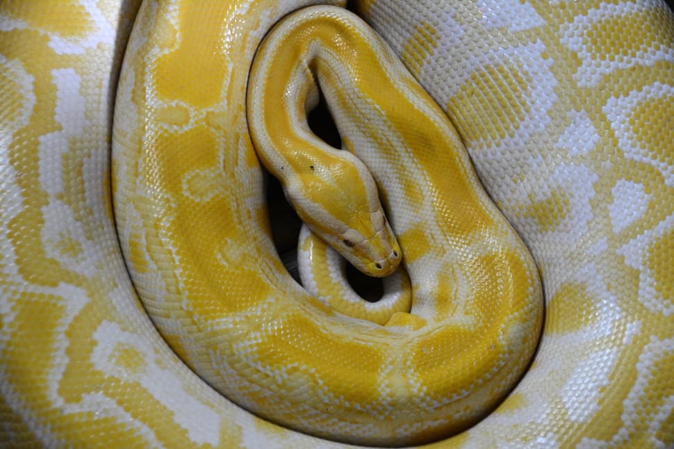 Snake
