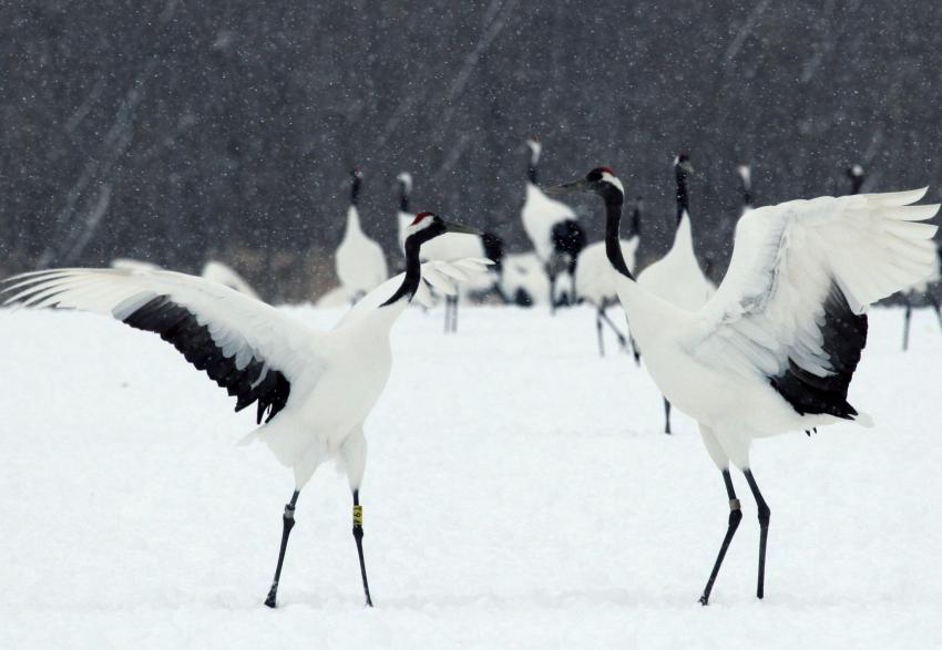 Dancing cranes